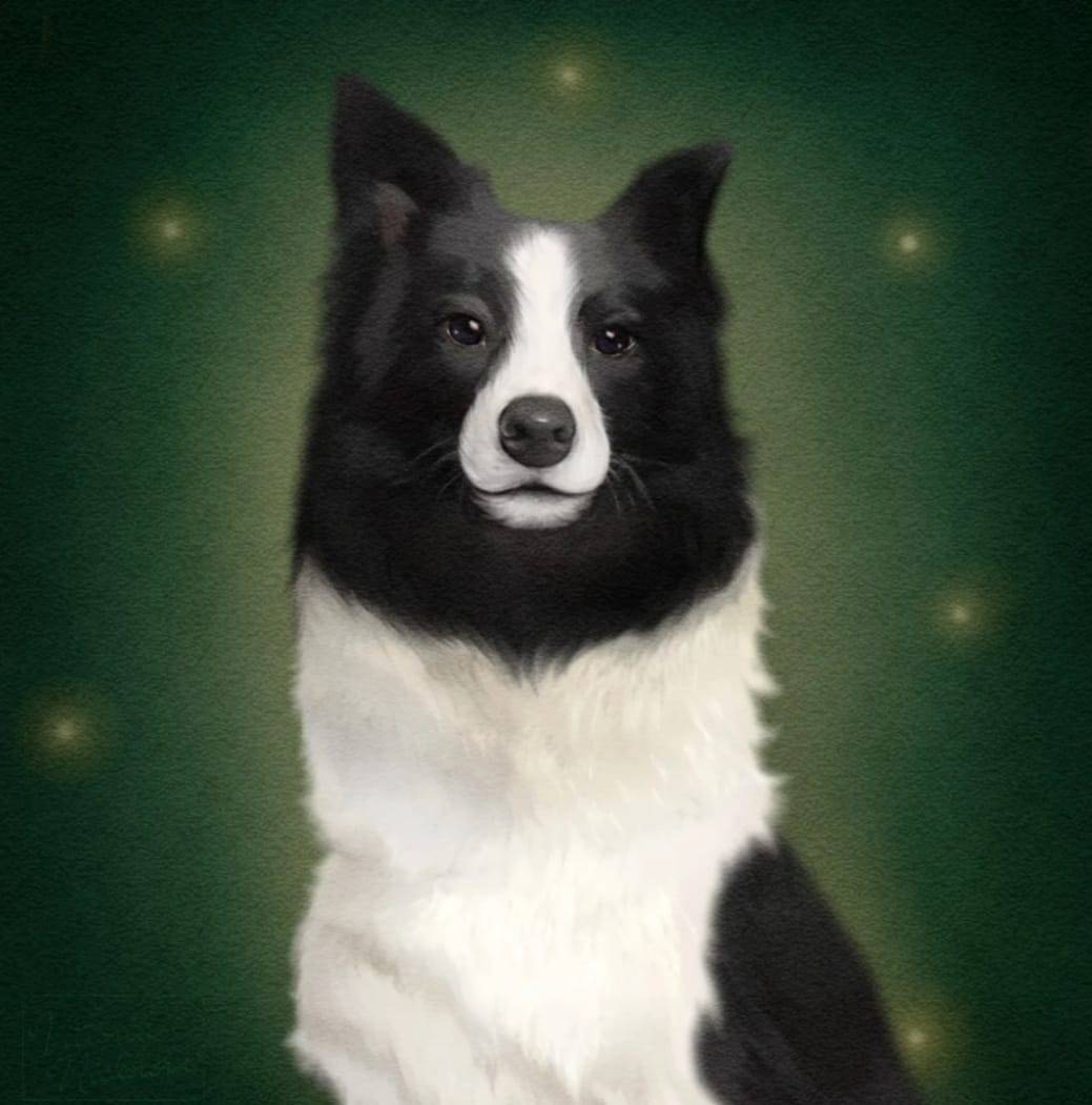 Border Collie Portrait